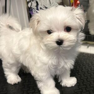 Jade - Female Maltese