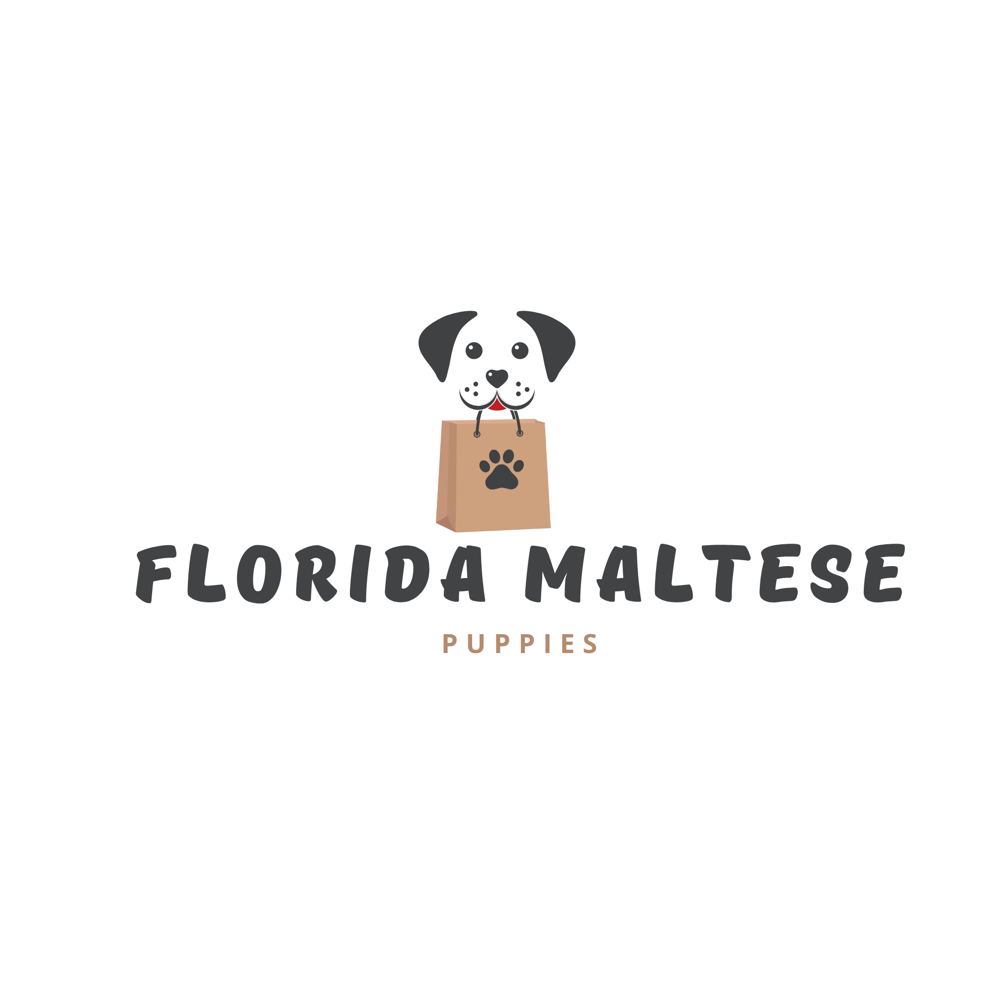 floridamaltesepuppies.com