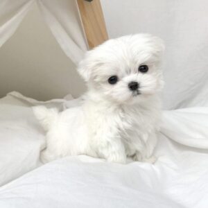 Lylian _ Female Maltese