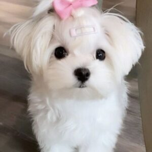 Fred - Male Maltese