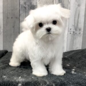 Paul - Male Maltese