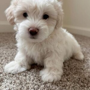 Vain - Male Maltese