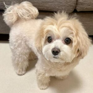 Cylia- Female Maltese