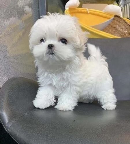 Tyson
